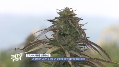 Le projet Cann-L tire un bilan positif après deux ans