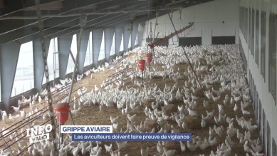 La vigilance est de mise face à la grippe aviaire