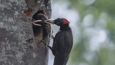 Le tambourinage du pic noir