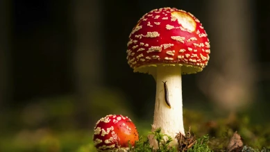 Amanite tue-mouches, le champignon du Père Noël