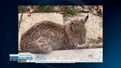 Affrontement rare entre un lynx et un chien