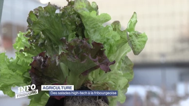 Des salades high-tech à la fribourgeoise
