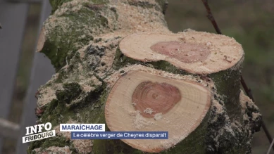 Le célèbre verger de Cheyres disparaît