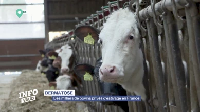 Des milliers de bovins privés d'estivage en France