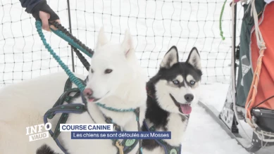 Les chiens se sont défoulés aux Mosses