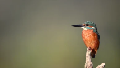 Le perchoir du martin-pêcheur