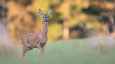 Le chevreuil, un ruminant très curieux