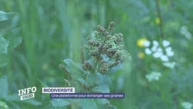 Une plateforme pour échanger ses graines
