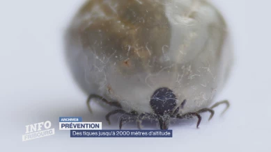 Plus de chaud, plus de tiques