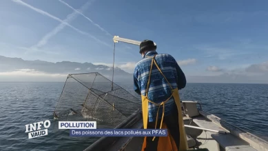 Des poissons des lacs pollués aux PFAS
