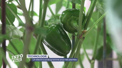 Une technologie pour comprendre les besoins des plantes
