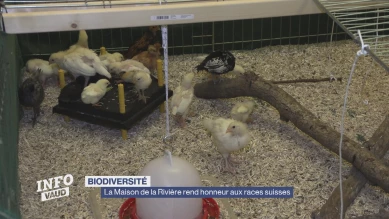 La Maison de la Rivière rend honneur aux races suisses