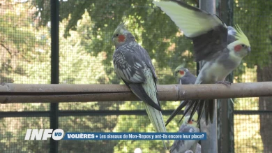 Les oiseaux de Mon-Repos y ont-ils encore leur place?