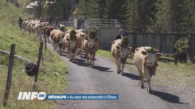 Désalpe : au cœur des préparatifs à l'Étivaz