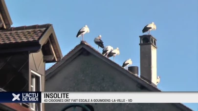 Une quarantaine de cigognes fait escale à Goumoëns-la-Ville