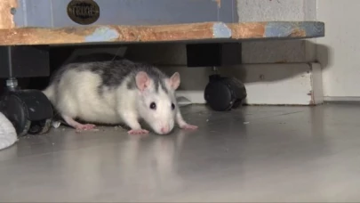 Adopter un rat