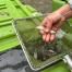 Spöl au parc national : 12 000 poissons transférés avant assainissement