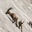 Barrage de Salanfe (VS): les bouquetins jouent les funambules