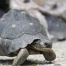 Trois espèces de tortues menacées sont arrivées au zoo de Zurich