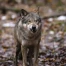 Alpages vaudois: 6% des décès de bovidés dus au loup en 2024