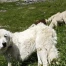 Budget 2026 Valais: financement reconduit pour chiens de protection