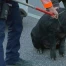 Un cochon échappé paralyse le trafic sur l'A13 à Coire