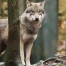Finlande : chasse au loup réautorisée en 2026 avec quotas