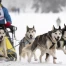 Courses de chiens de traîneaux à Saignelégier, même sans neige