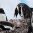 Antarctique : manchots avancent leur reproduction à un rythme record