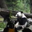 À Tokyo, adieux aux deux pandas d'Ueno avant leur retour en Chine