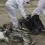 Grippe aviaire en Antarctique : un variant menace la faune