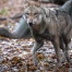 Loup migrateur nage 1,5 km dans le lac des Quatre-Cantons