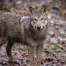 Loups en Valais en 2025 : 81 attaques, 318 victimes en baisse