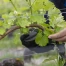 À Sion, des élèves de l'école primaire tailleront leur vigne en cours