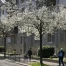 Charte pour des arbres urbains sains à Lausanne et Région Morges