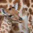 Naissance de Xahara, une girafe du Kordofan au zoo de Bâle