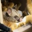 Australie: un opossum surpris parmi des peluches à l'aéroport d'Hobart