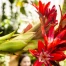 Doryanthes palmeri fleurit au Jardin botanique de Genève après 43 ans