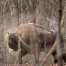 Trois bisons d'Europe tués par un train dans la forêt de Bialowieza