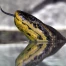 Italie : saisie massive d'anacondas, pythons, boas et caïman