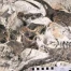 Une équipe suisse met au jour le crâne juvénile Lucy de Camasaurus