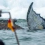 Allemagne : baleine à bosse de nouveau échouée sur la côte baltique