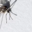Le moustique tigre déploie ses ailes en Valais