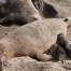 Australie : phoque endormi bloque route à Dromana, circulation déviée