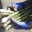 Début de la récolte d'asperges suisses : offre en hausse