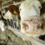 Canton de Fribourg : plan d'actions pour la filière laitière durable