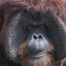 Bébé orang-outan de Bornéo né au zoo de Madrid, espèce menacée