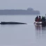 Allemagne : la baleine échouée en Baltique entre en phase décisive