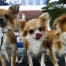 Les 18 chiots de la SPA Valais sauvés en janvier ont été adoptés