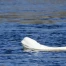 Norvège : béluga observé dans la rivière Drammen près d'Oslo